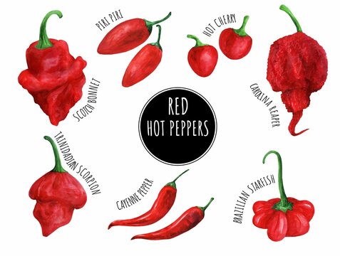 Types Peppers" Images – Browse 12 Vectors, Video | Adobe Stock