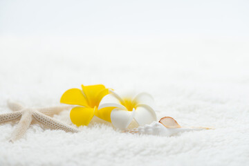 貝殻とプルメリア