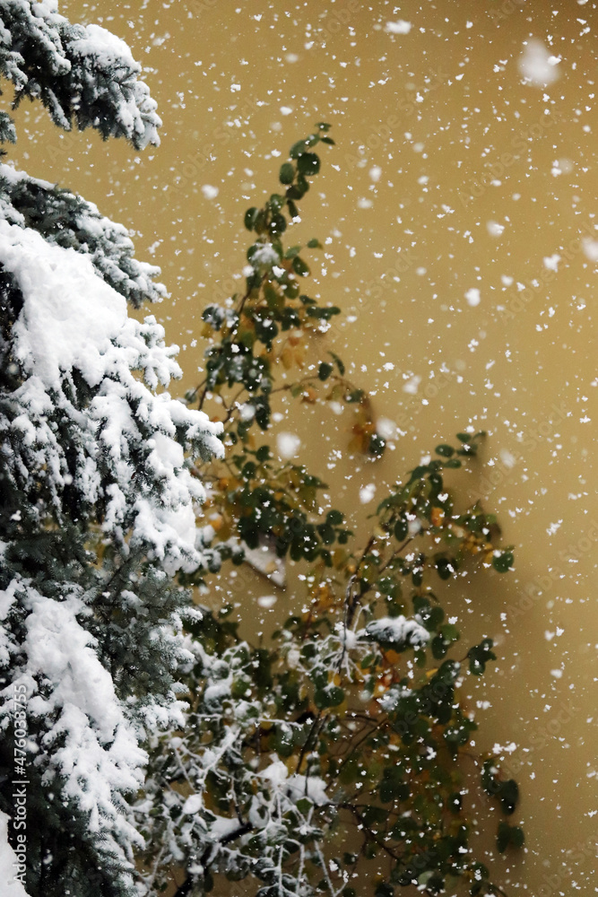 Poster  Snow on the pine tree. Nature winter natural background