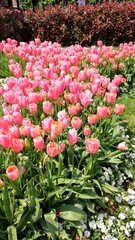 Pink flowers in the nature