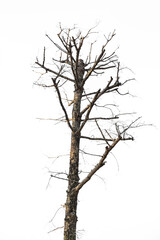 Dead trees on a white background