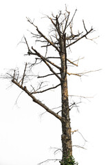 Dead trees on a white background