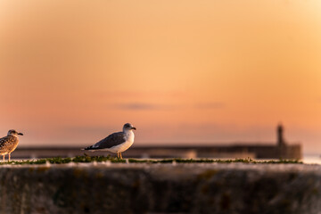 Mouette au soleil couchant