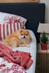 Little fluffy Pomeranian puppy dog at Christmas lying on a couch decorated with pillows and blanket in modern interior room. Family holidays.