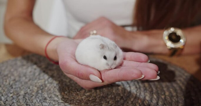 Little white hamster sitting in a girl's hand