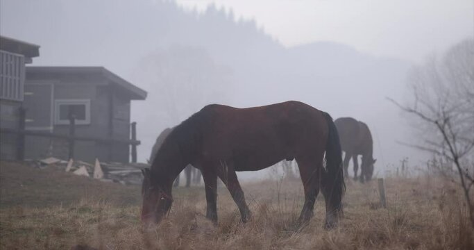 Horse fall in the fog. Horses outside in the fog mountains, munching on grass and relaxing. Horses are grazing outside in the mountains