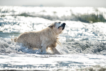 Obraz premium Dog Golden Retriever swims in the waves of the sea.