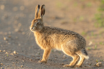 Naklejka na ściany i meble Close up of a young hare or leveret in Springtime. standing alert on farmland. Facing camera, blurred background. Scientific name: Lepus Europaeus. Horizontal. Space for copy.