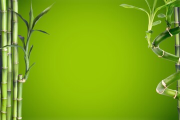 Fototapeta na wymiar Green bamboo with leaves, nature concept