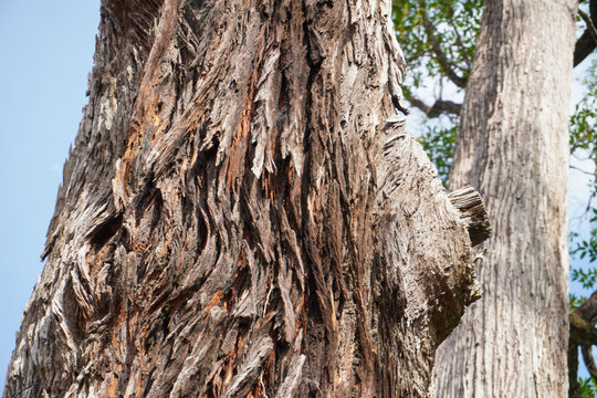 Closeup of the Tembusu tree trunk. A large evergreen tree in the family Gentianaceae.