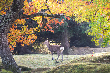 奈良 - 【奈良公園（飛火野）の鹿と紅葉】