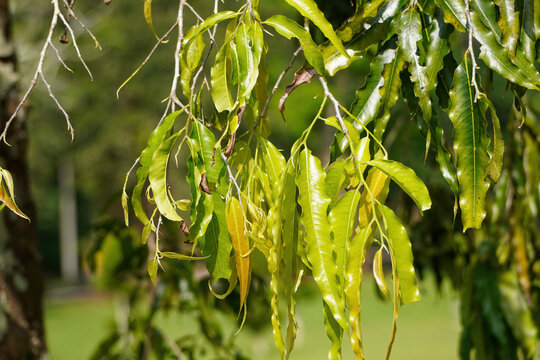 Closeup of the Monoon longifolium leaves. The false ashoka, Polyalthia longifolia.