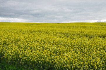 View of the agriculture field with rapeseed field in bloom on a cloudy day