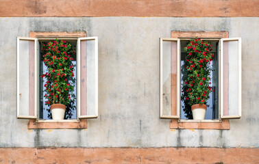 Two old windows with red roses in flowerpots filling entire opening, Italy 