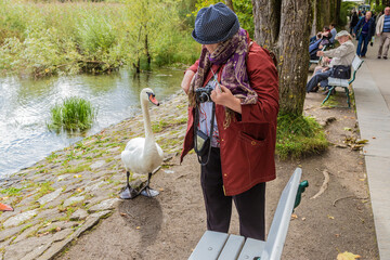 Konstanz, Germany. A swan begs for food from a tourist 