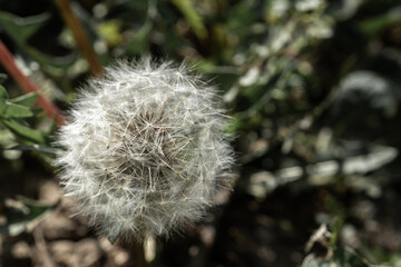 Dandelion seed head
