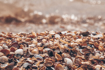 shells on the beach