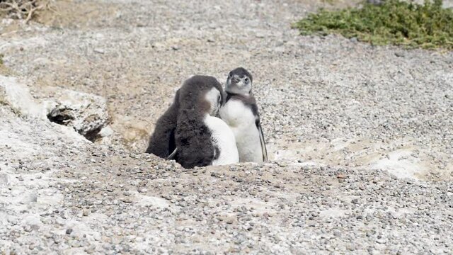 An HD of gray penguins standing together on the sand
