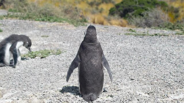 An HD of t penguins standing together on the sand