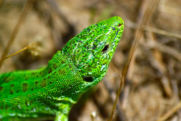 green lizard on a branch
