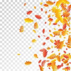 Oak, maple, wild ash rowan leaves vector, autumn foliage on transparent background.