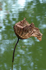 lotus leaf 