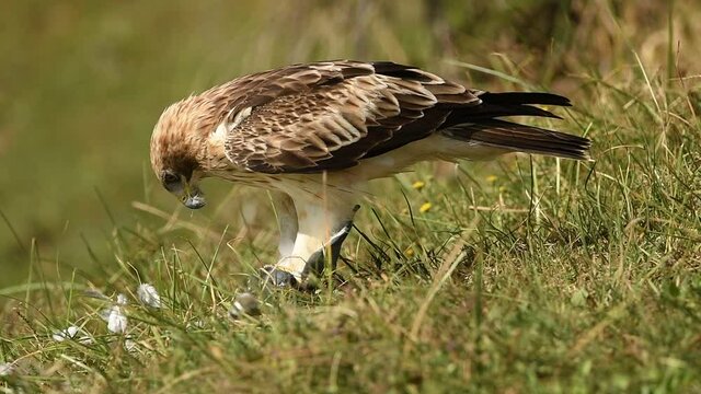Aguila calzada con presa