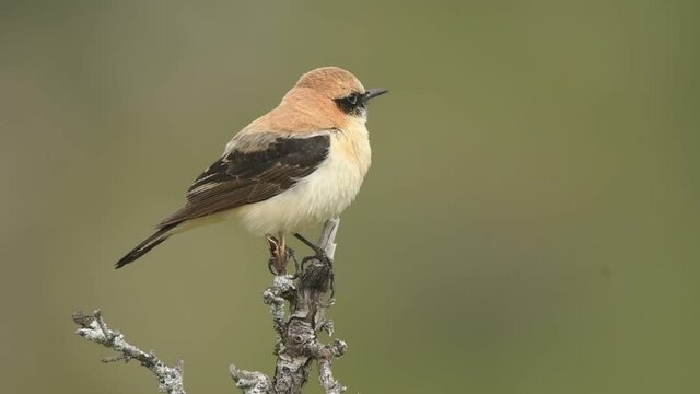 Collalba rubia posa sobre una ramita