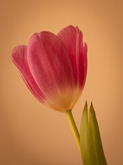 Study of a fine red-pink tulip against a yellow background