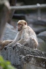 Naklejka premium Affe 2