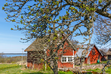 Spring buds on the tree branches at spring