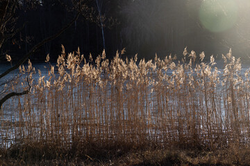 Soft foccused dry grasses and reeds at the water with sun backlight. Scandinavian nature. Real is beautiful.