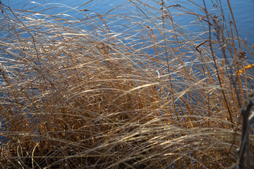 Soft foccused dry grasses and reeds at the water with sun backlight. Scandinavian nature. Real is beautiful.