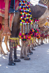 Decorated camel at Desert Festival in Jaisalmer, Rajasthan, India. Camel's feet
