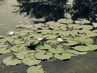Several water lilies grow on the surface of the water, green leaves and white buds, the surface of the river is calm