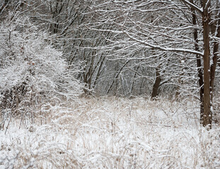 grasses, shrubs, and trees covered in snow