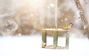 Fototapeta premium Little titmouse on the trough eats. Winter bird.