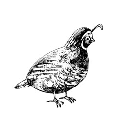 Standing quail. Vector vintage hatching black illustration. Isolated on white