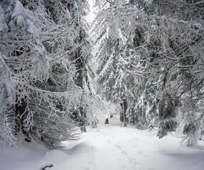 snow covered pine  trees in winter forest