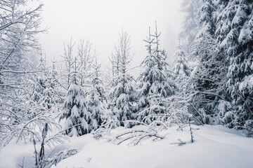Fototapeta na wymiar Winter forest landscape with snow covered pine trees