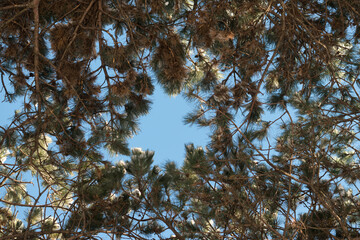 pine branches against sky