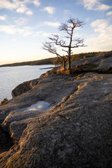 Fototapeta na wymiar Panorama with a lonely tree on cliffs in Bjorno nature reserve at the Baltic sea. Beautiful natural Scandinavian landscape on Sunny late autumn or winter day in Sweden, Stockholm archipelago