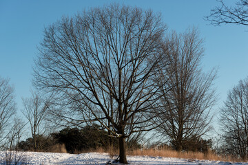 bare maple tree in mid december