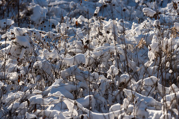 dried grasses covered with snow 