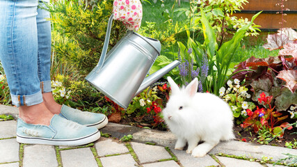 The gardener is watering the flower garden with his cute pet white rabbit. Friendship between...