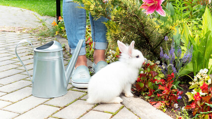 A white rabbit in the garden sits next to a metal watering can. The baby bunny helps his mistress...