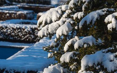 snow covered garden in the park