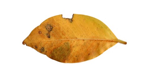 Naklejka premium Leaf With Holes Eaten By Pests insects collection Isolated On White Background 