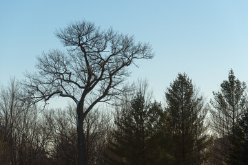 Fototapeta na wymiar oak and pine trees silhouetted against a blue sky