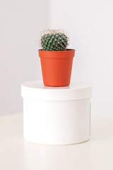 White jar with cactus in little pot on the white table against a white background with copy space. Depilation concept